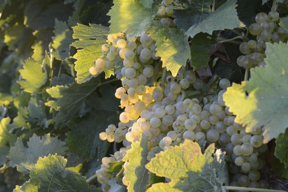 Vigneto, cantina o territorio del vino