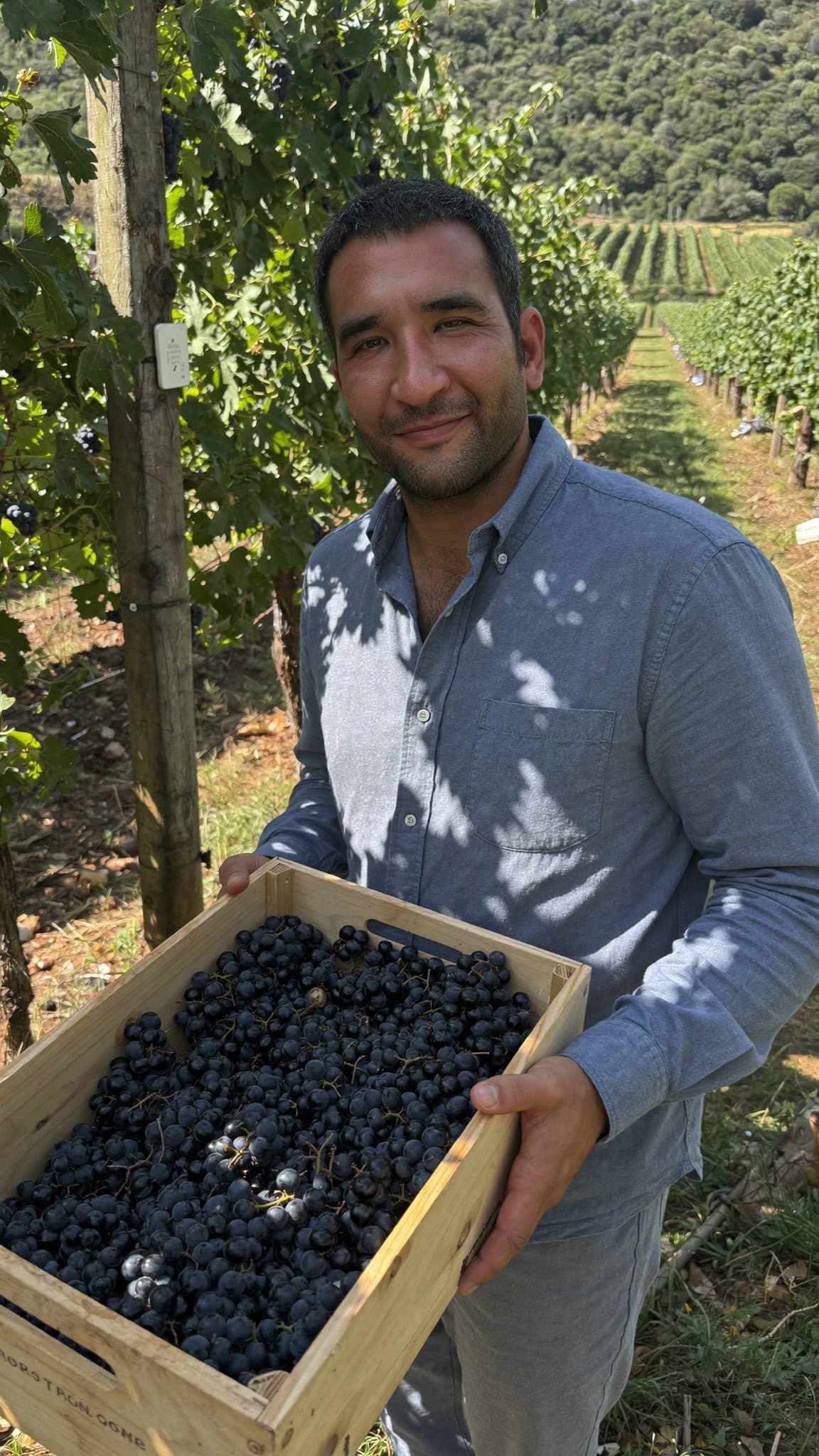 Vigneto, cantina o territorio del vino