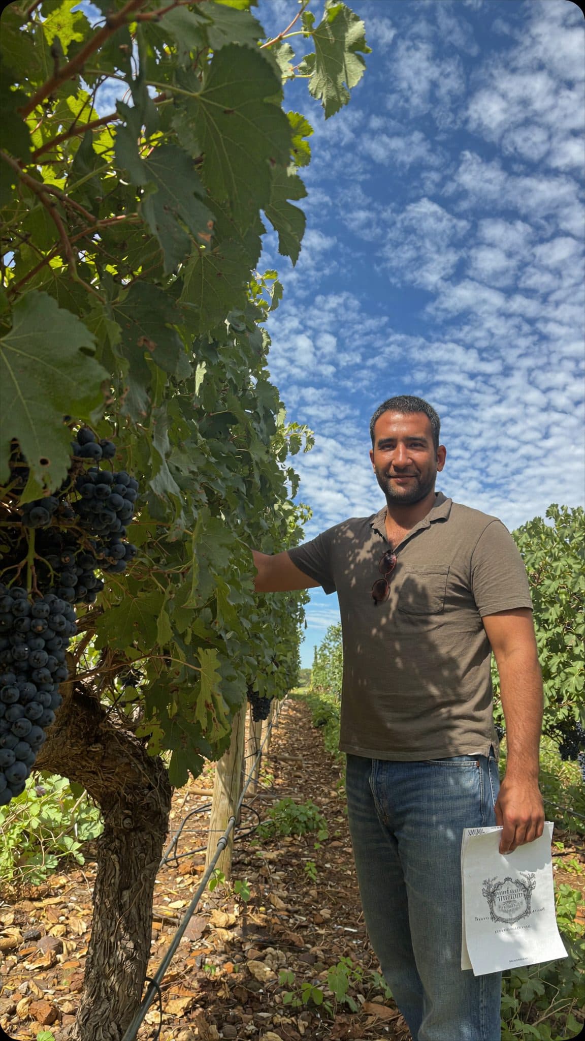 Vigneto, cantina o territorio del vino