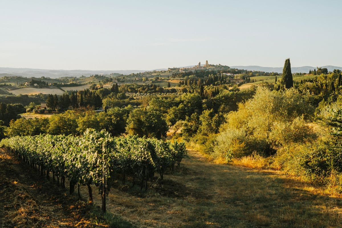 Vigneto, cantina o territorio del vino