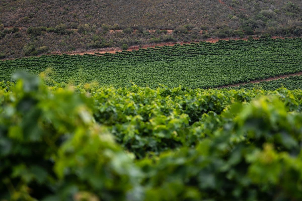 Vigneto, cantina o territorio del vino