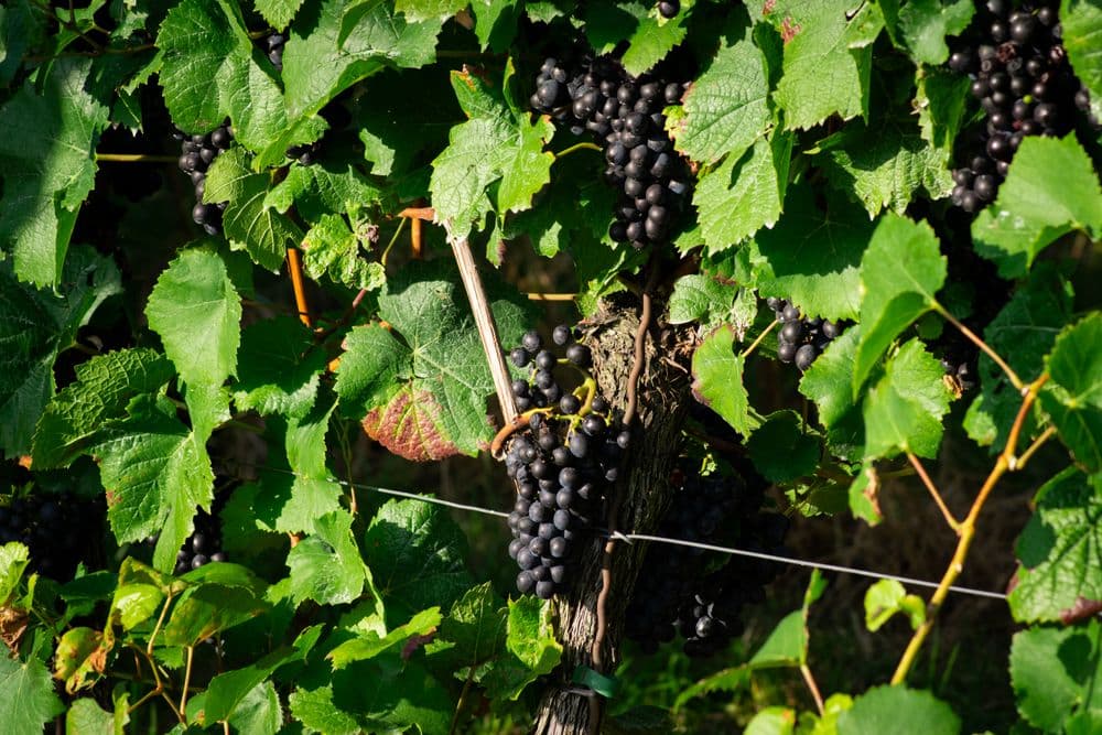 Vigneto, cantina o territorio del vino