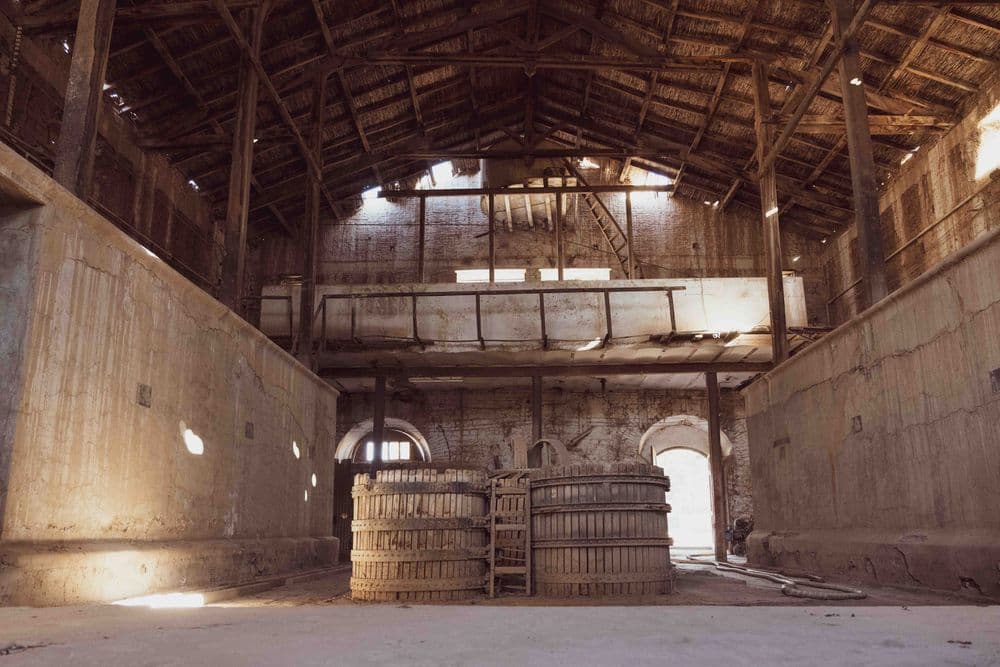 Vigneto, cantina o territorio del vino