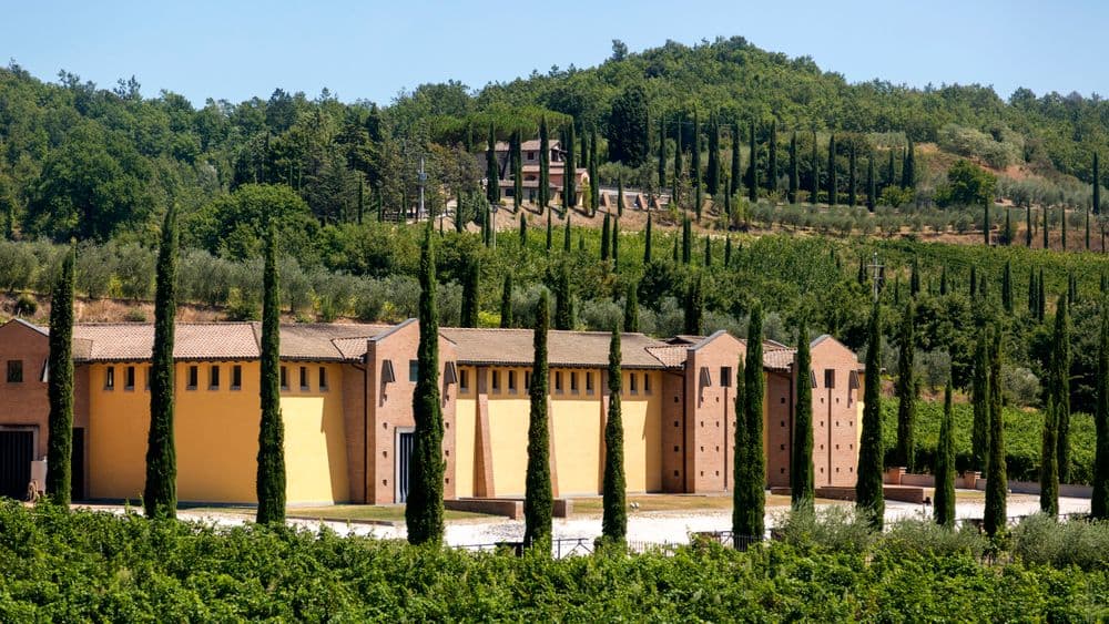 Vigneto, cantina o territorio del vino