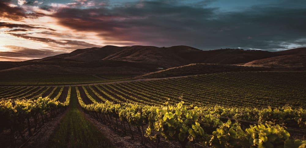 Vigneto, cantina o territorio del vino