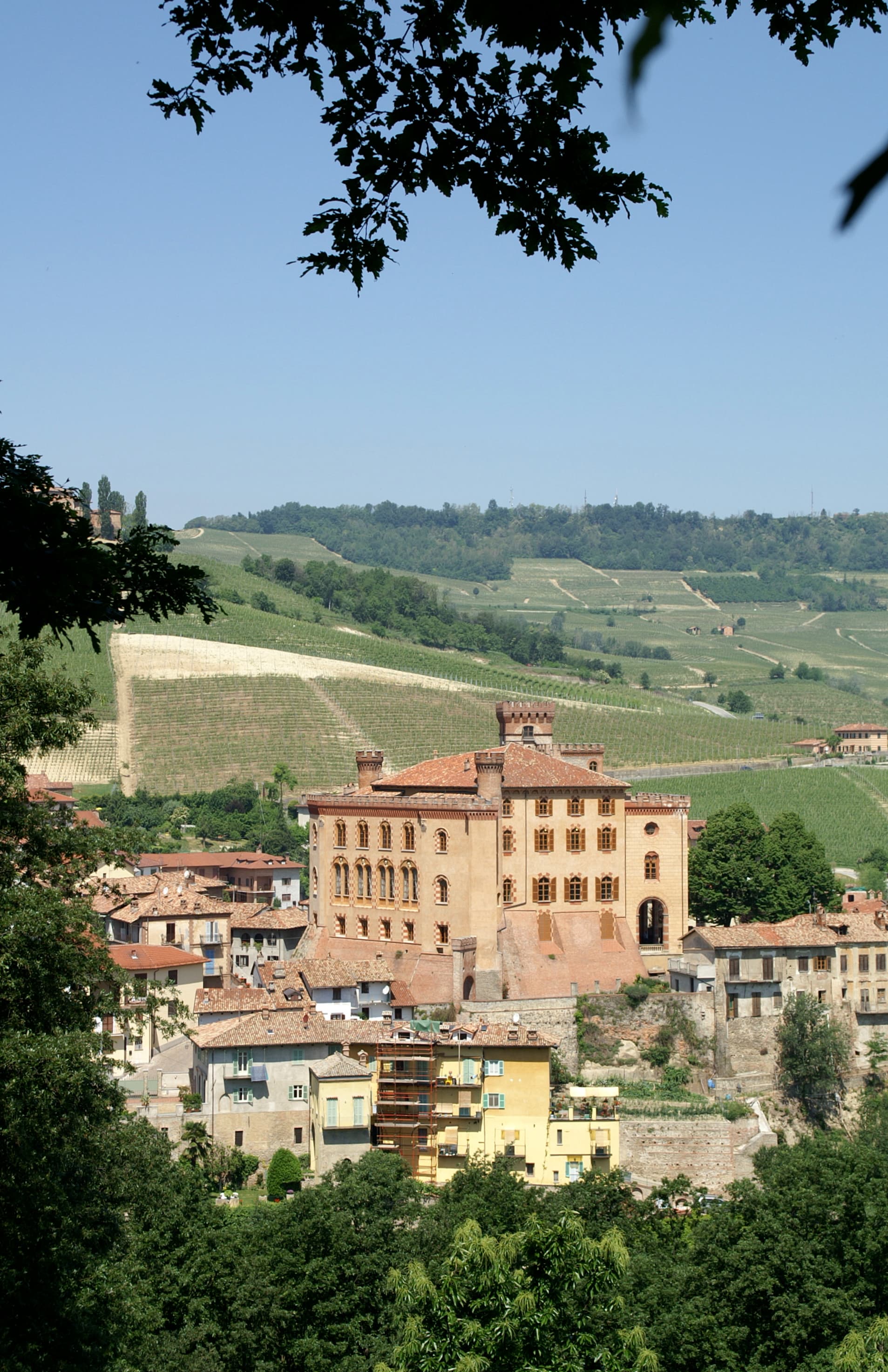 Vigneto, cantina o territorio del vino