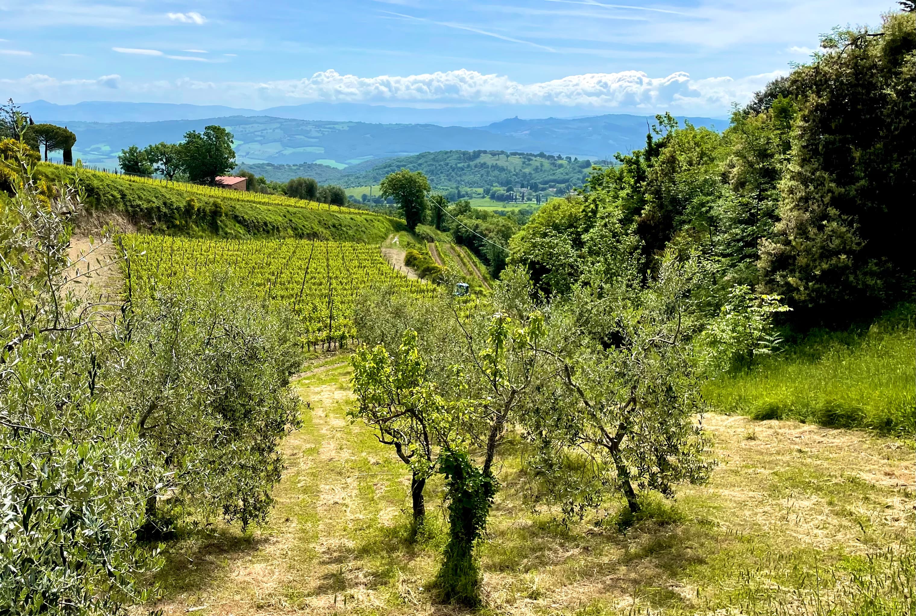 Vigneto, cantina o territorio del vino