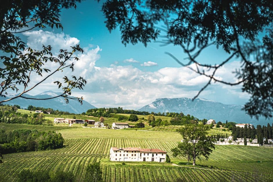 Vigneto, cantina o territorio del vino