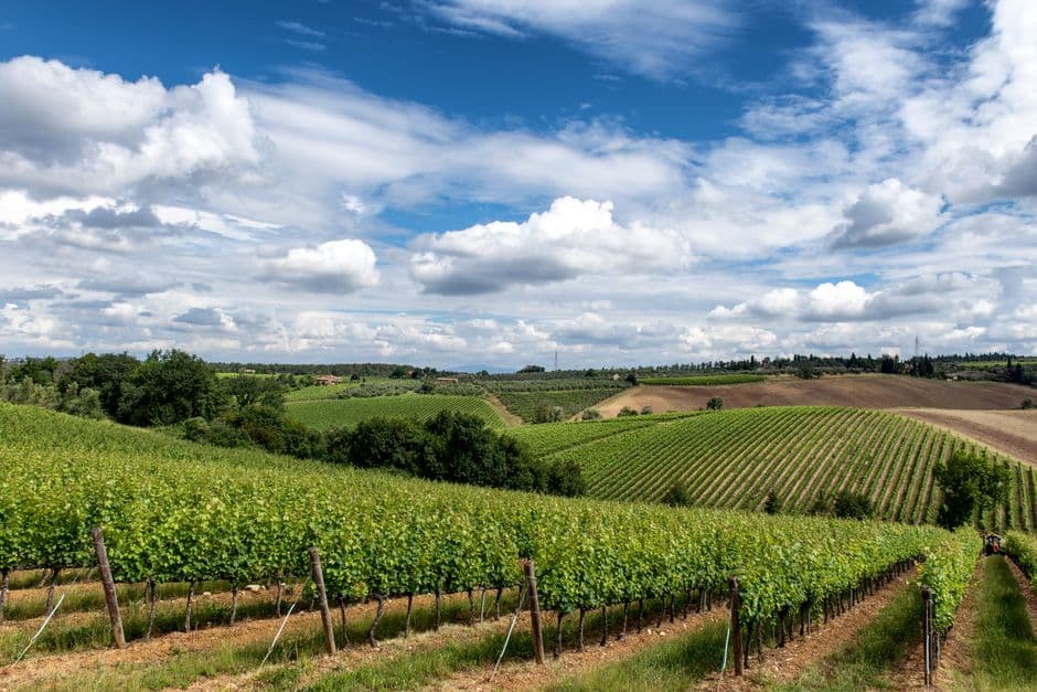 Vigneto, cantina o territorio del vino