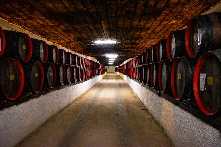 Vigneto, cantina o territorio del vino