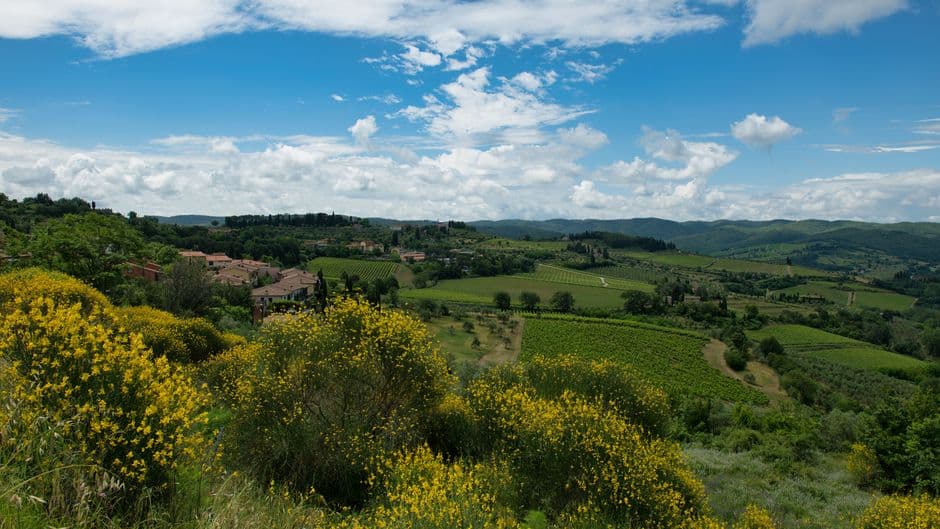 Vigneto, cantina o territorio del vino