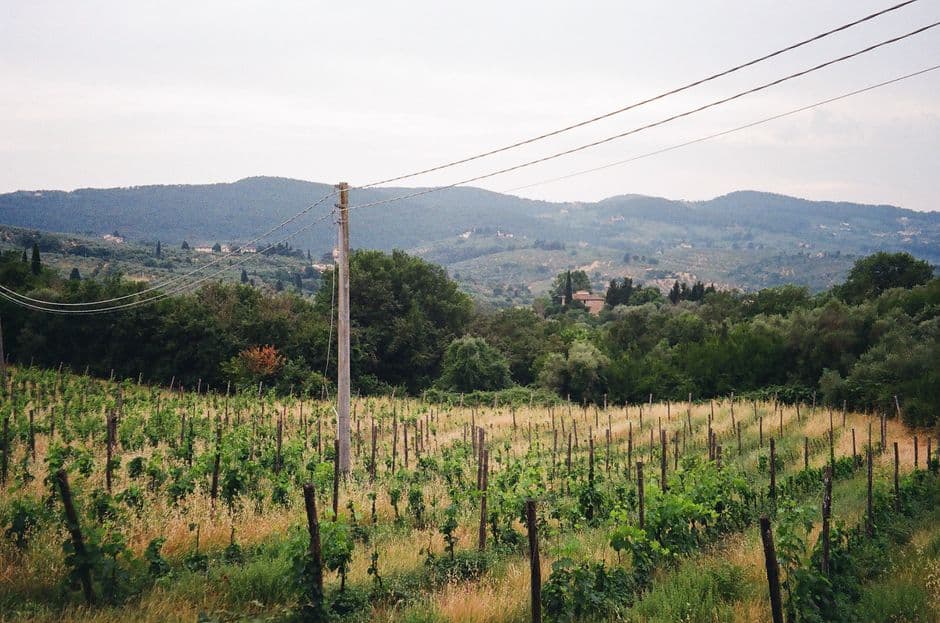Vigneto, cantina o territorio del vino