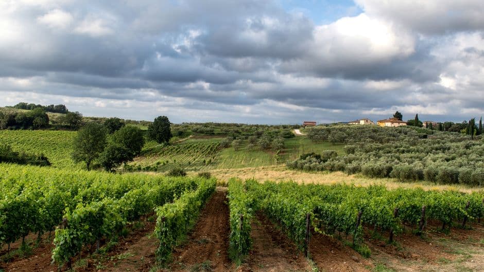 Vigneto, cantina o territorio del vino