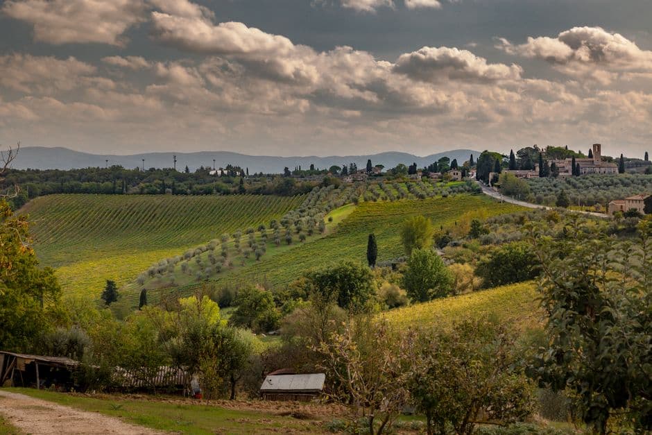 Vigneto, cantina o territorio del vino