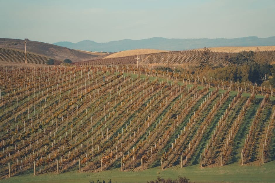 Vigneto, cantina o territorio del vino