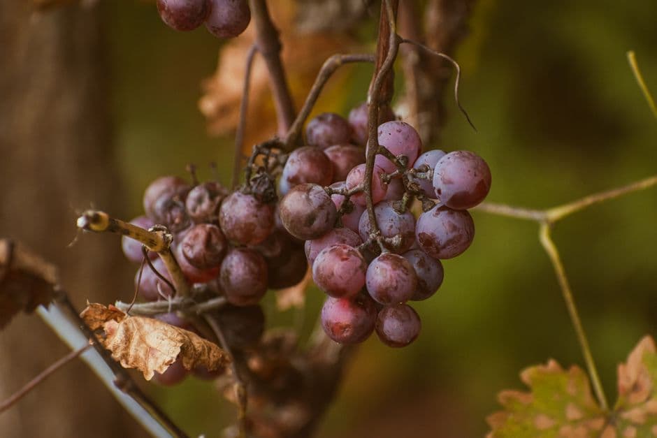 Vigneto, cantina o territorio del vino