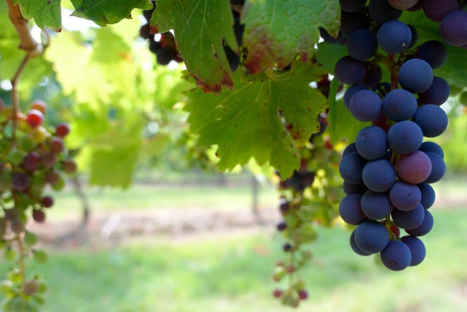 Vigneto, cantina o territorio del vino