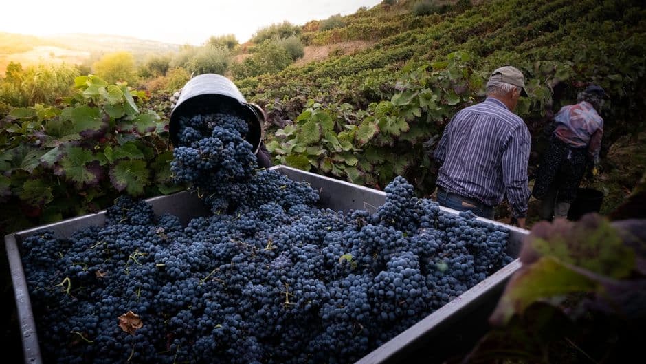 Vigneto, cantina o territorio del vino