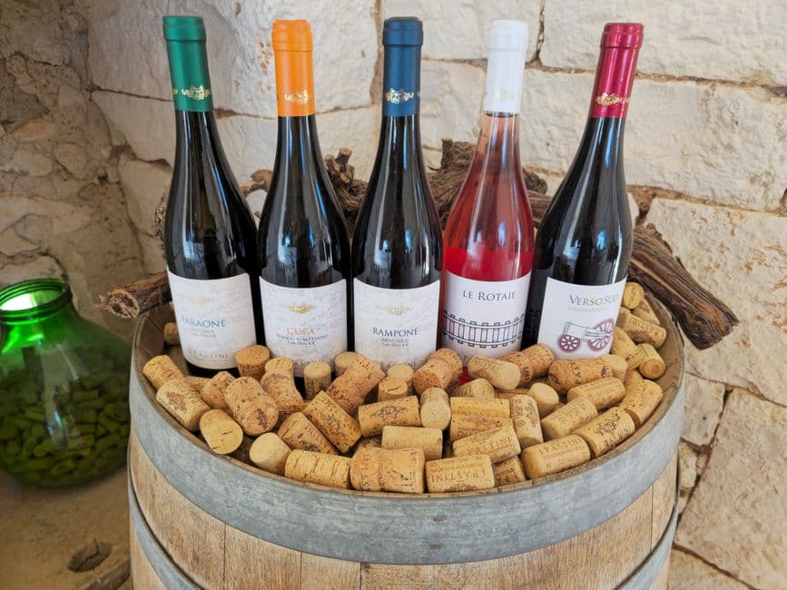 Vigneto, cantina o territorio del vino
