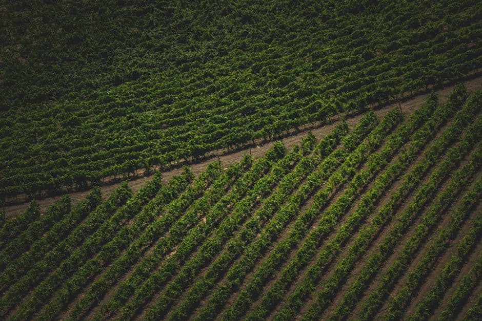 Vigneto, cantina o territorio del vino
