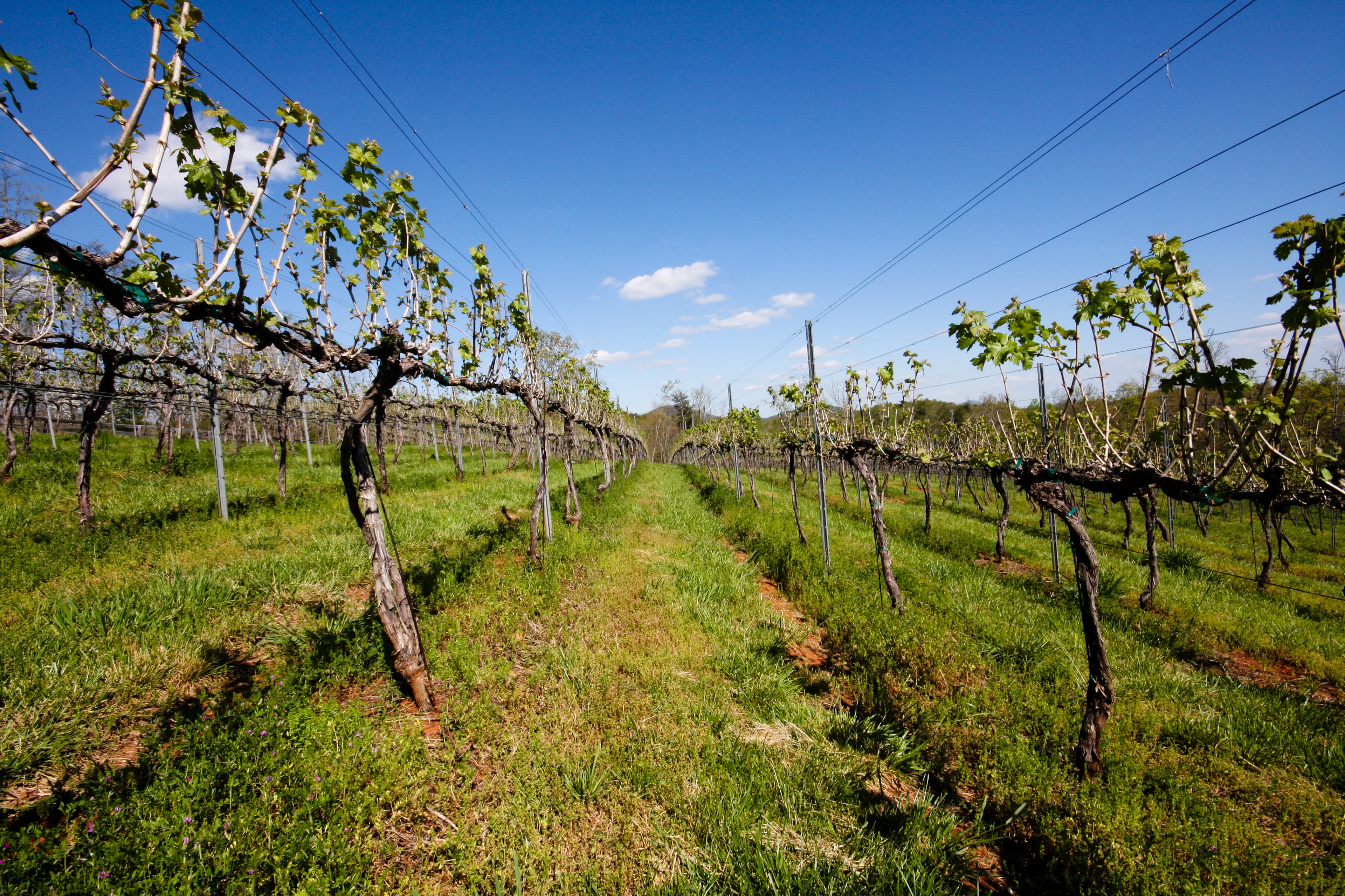 Vigneto, cantina o territorio del vino