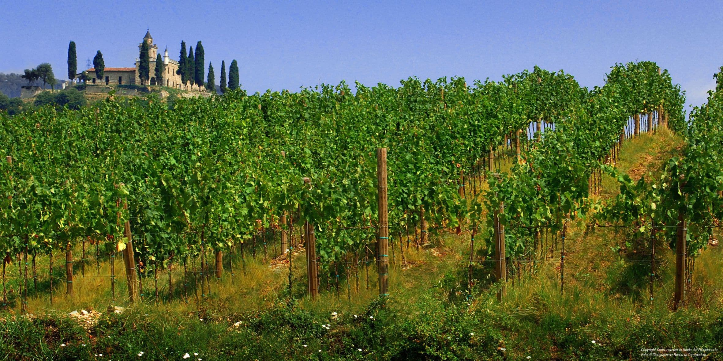 Vigneto, cantina o territorio del vino