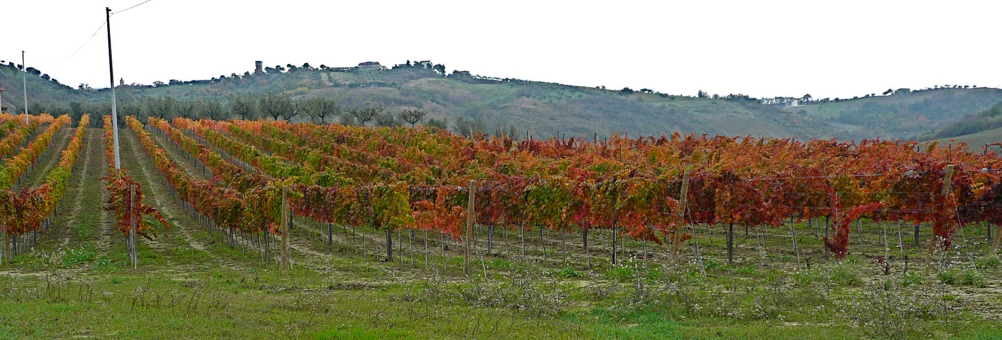 Vigneto, cantina o territorio del vino