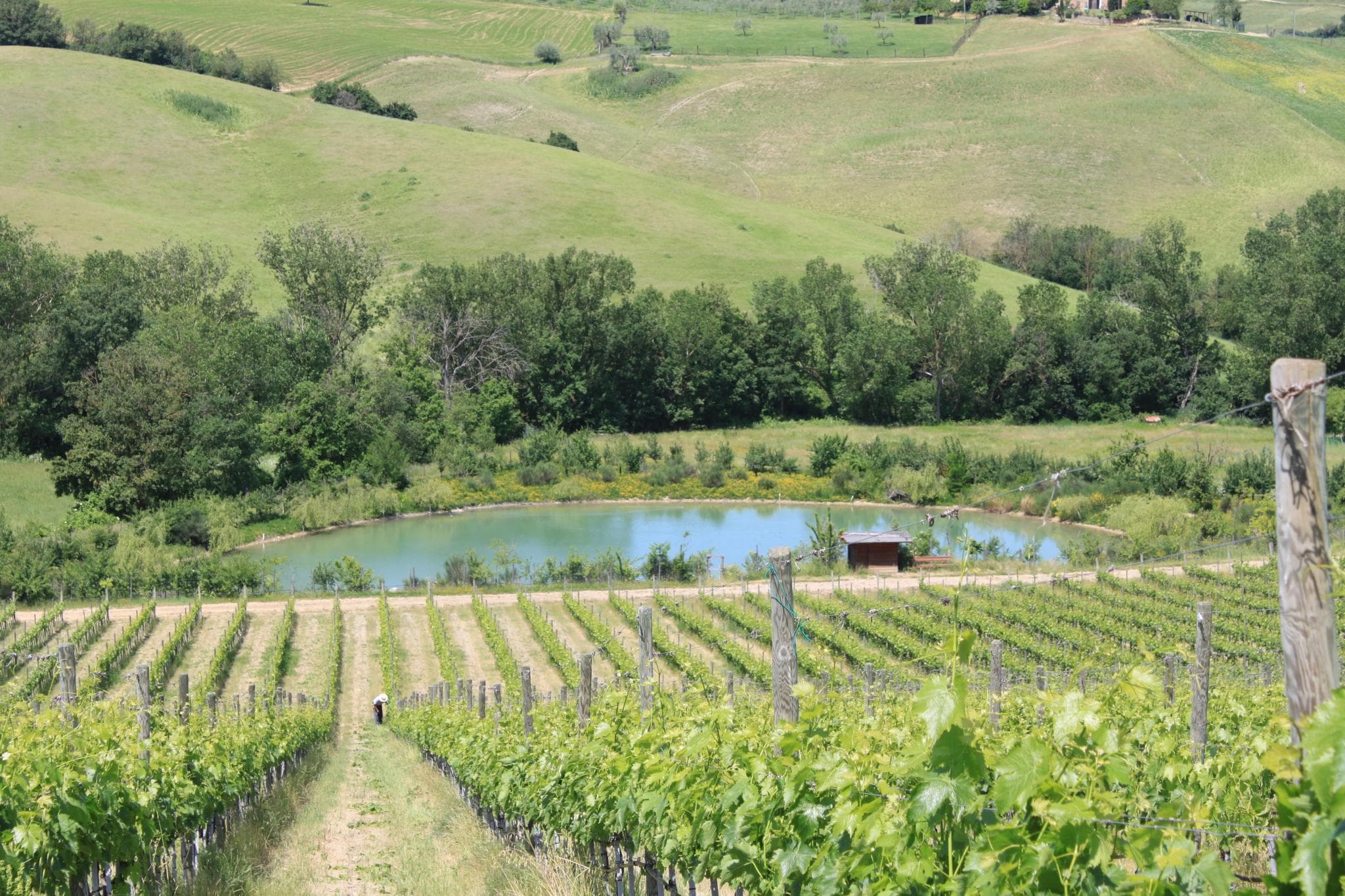 Vigneto, cantina o territorio del vino