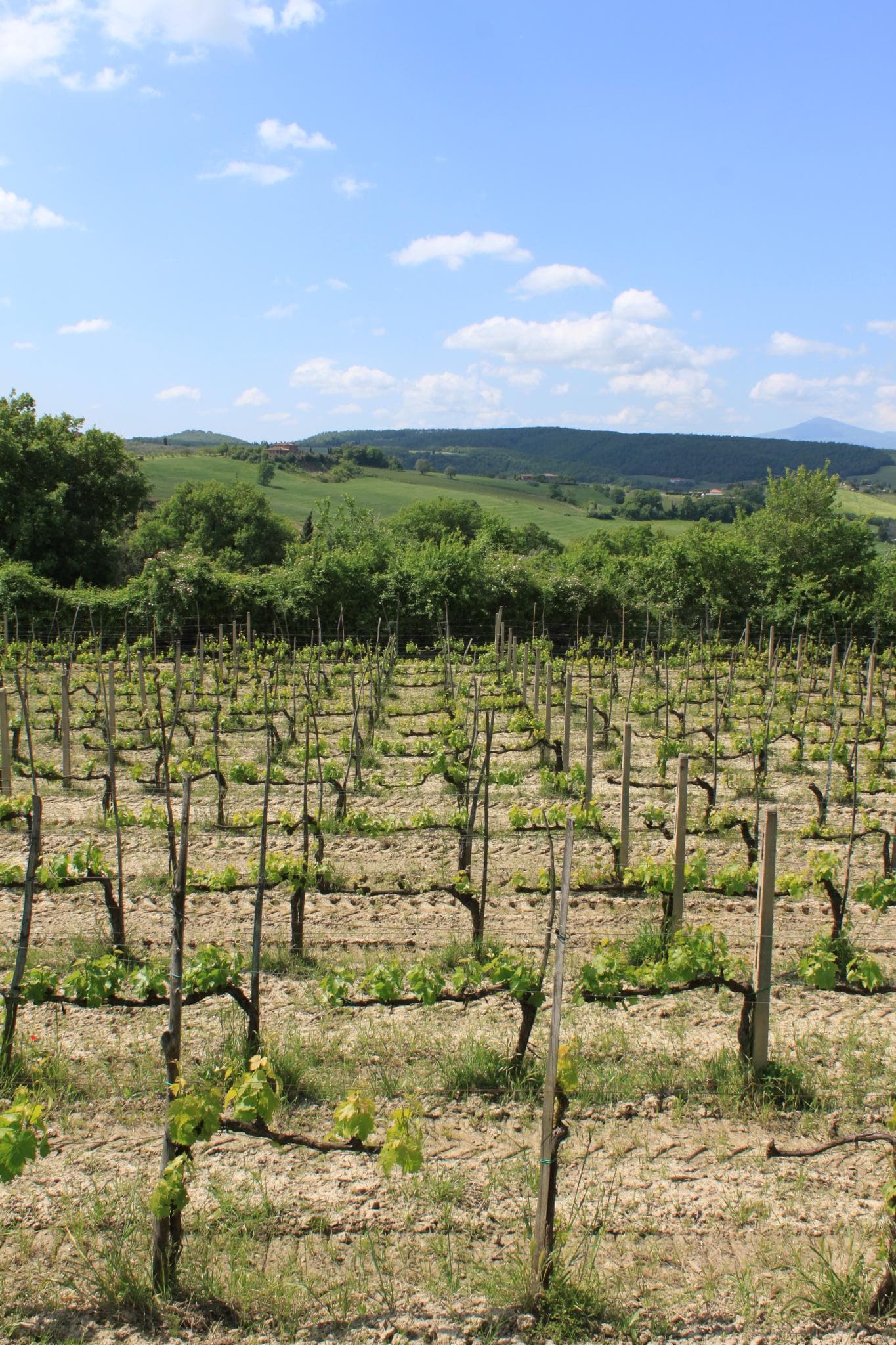 Vigneto, cantina o territorio del vino