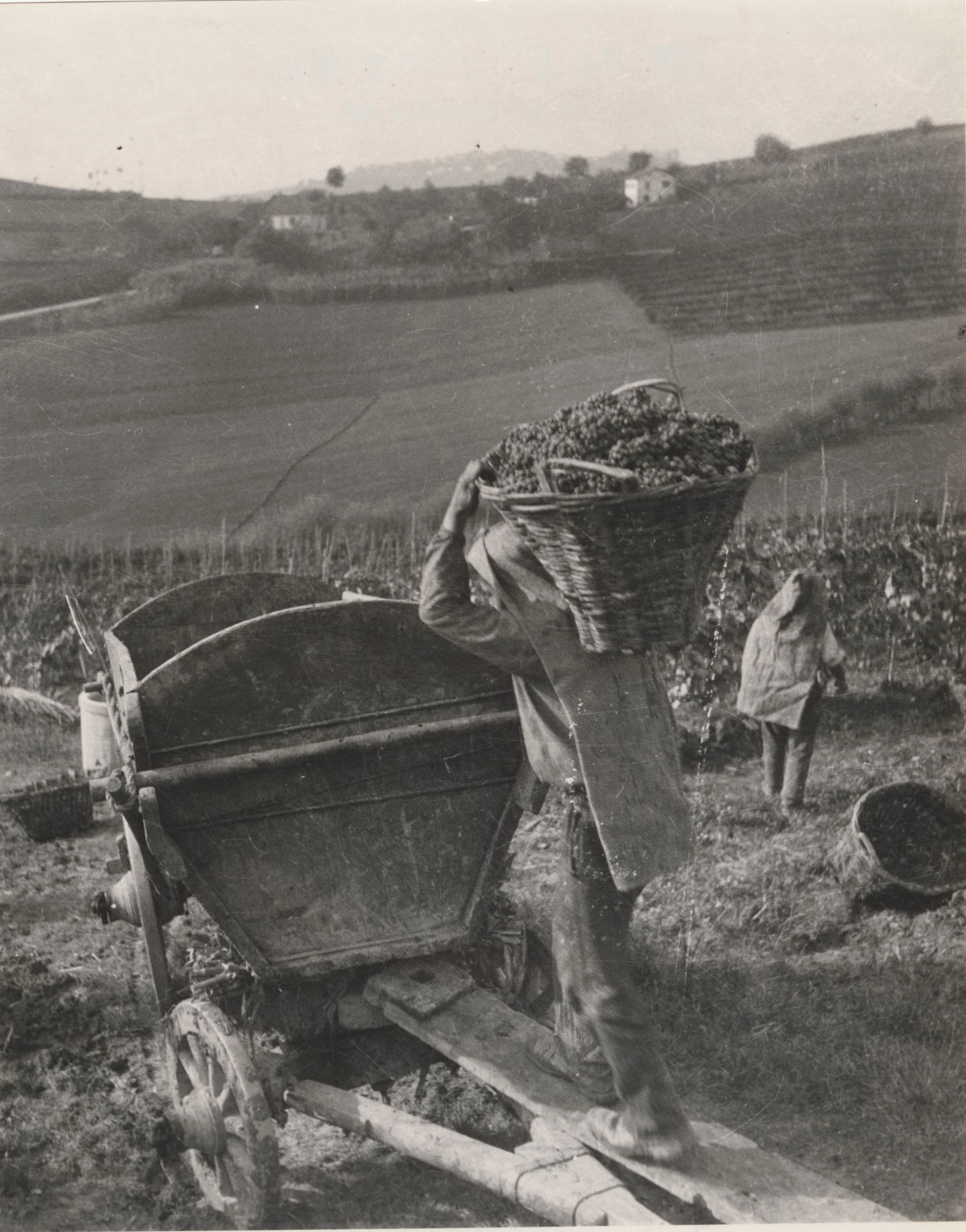 Vigneto, cantina o territorio del vino