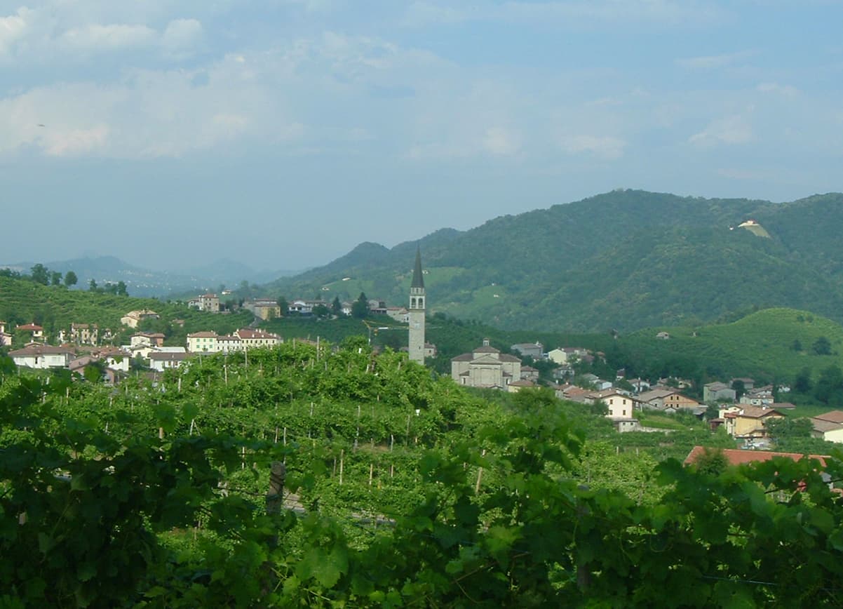 Vigneto, cantina o territorio del vino