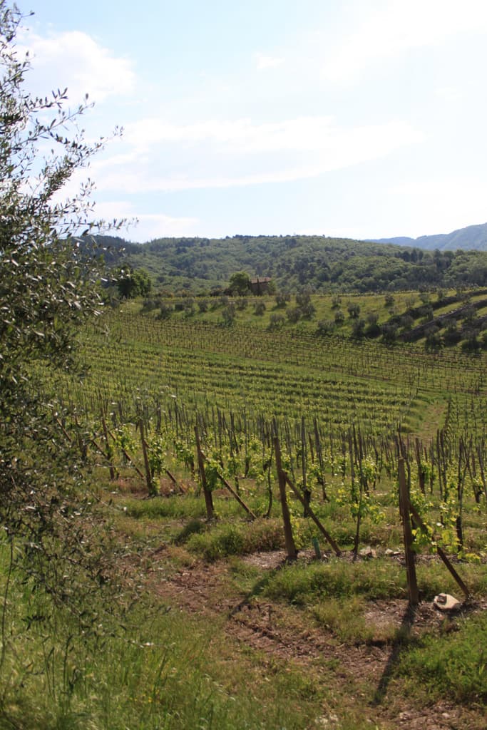 Vigneto, cantina o territorio del vino