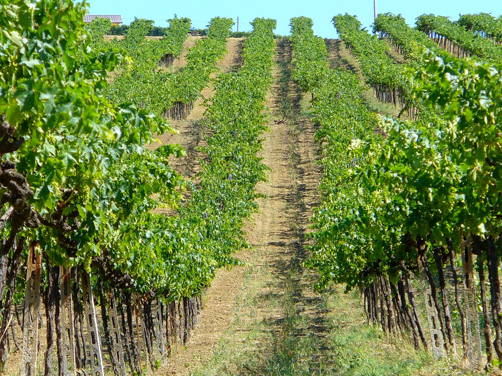 Vigneto, cantina o territorio del vino