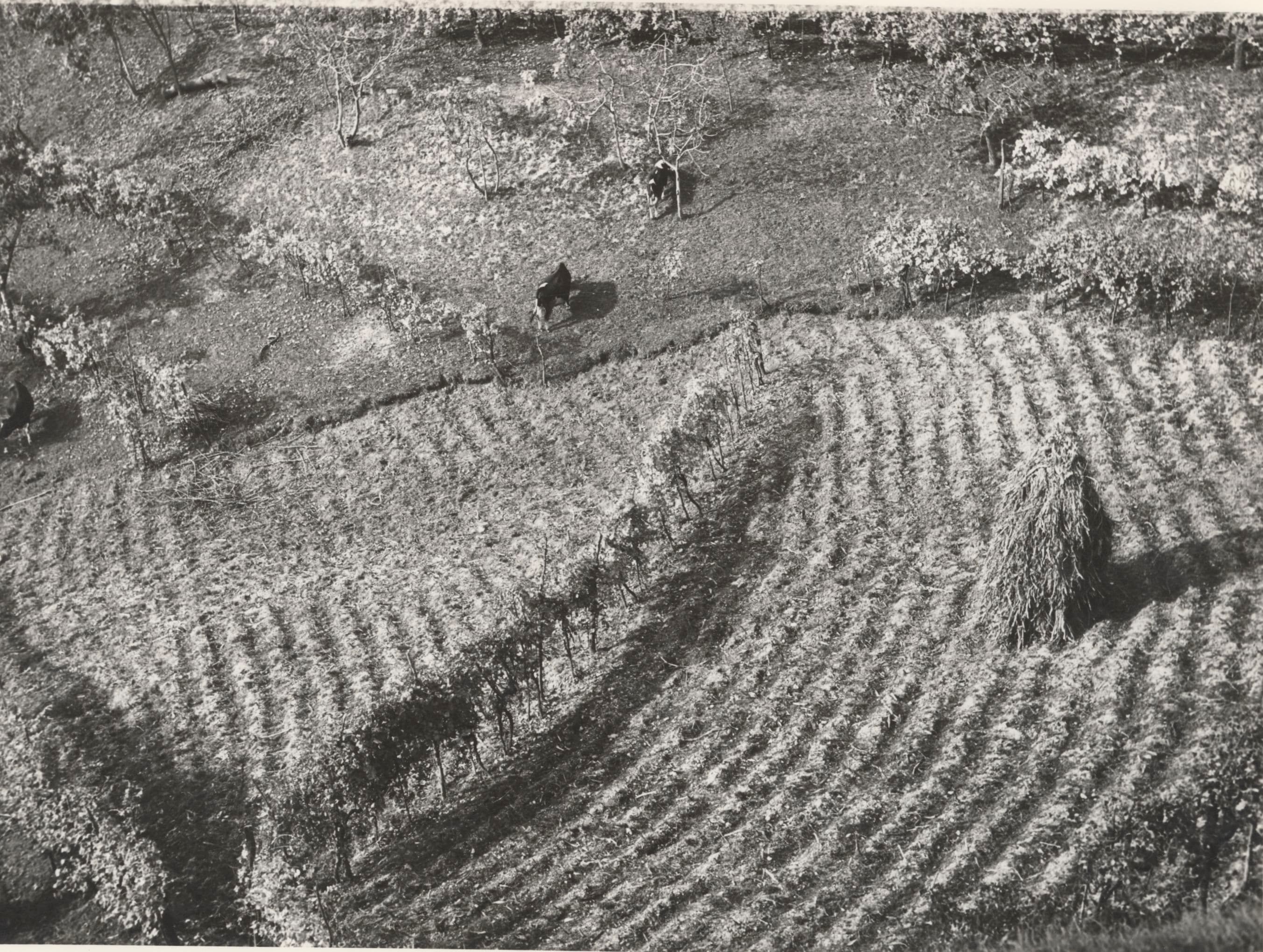 Vigneto, cantina o territorio del vino