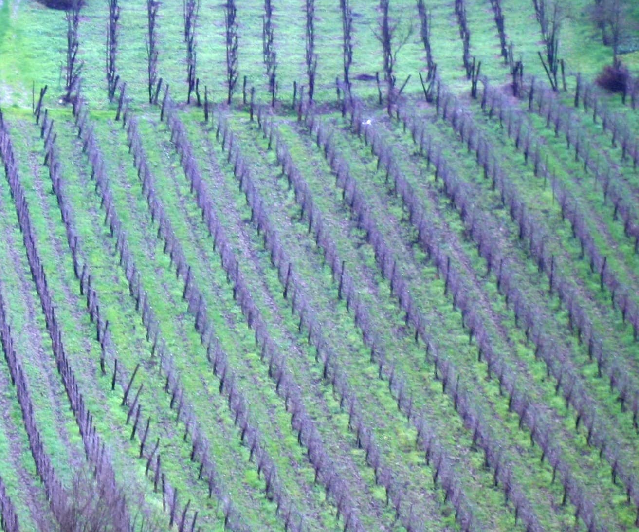 Vigneto, cantina o territorio del vino