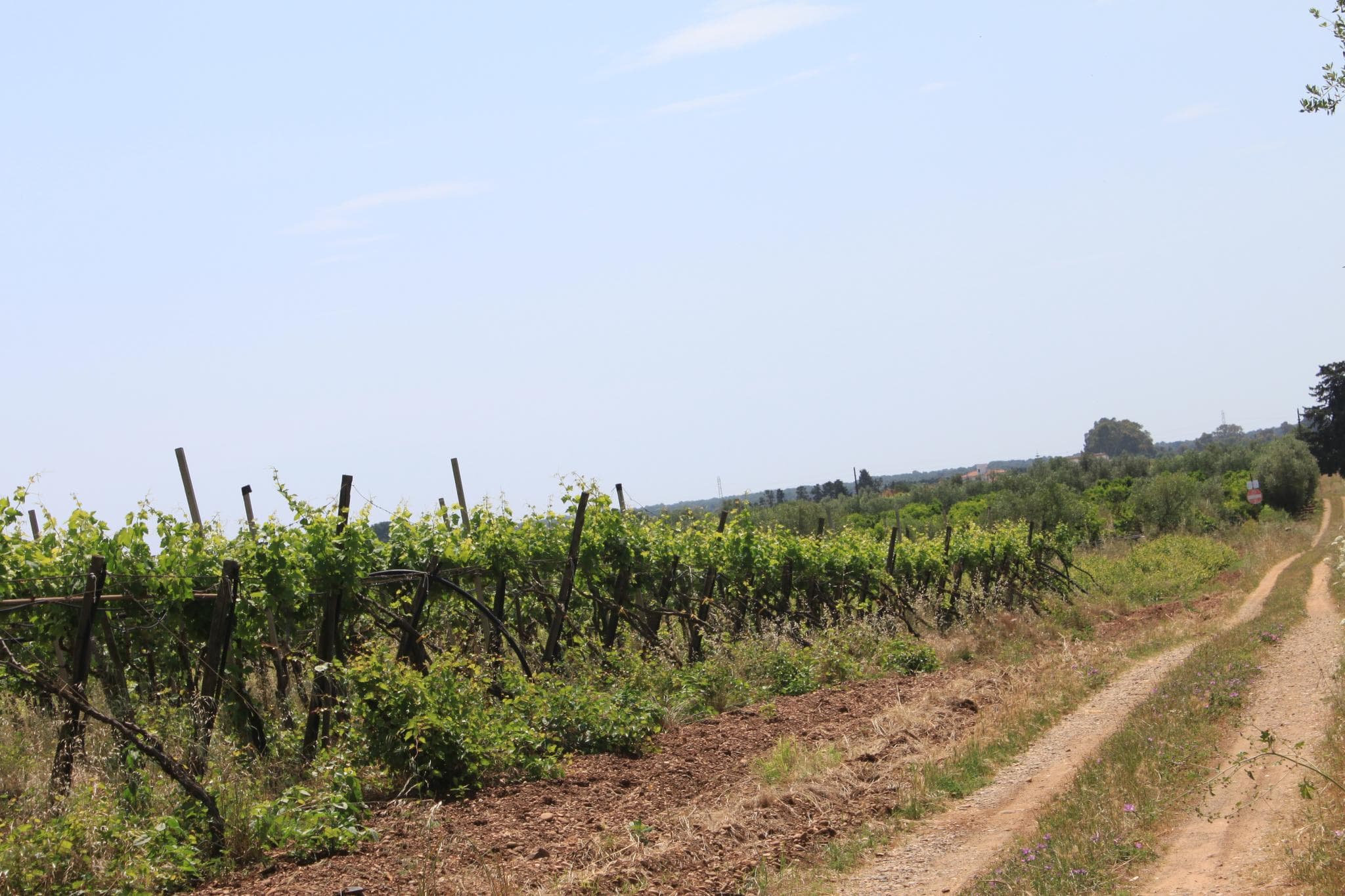 Vigneto, cantina o territorio del vino