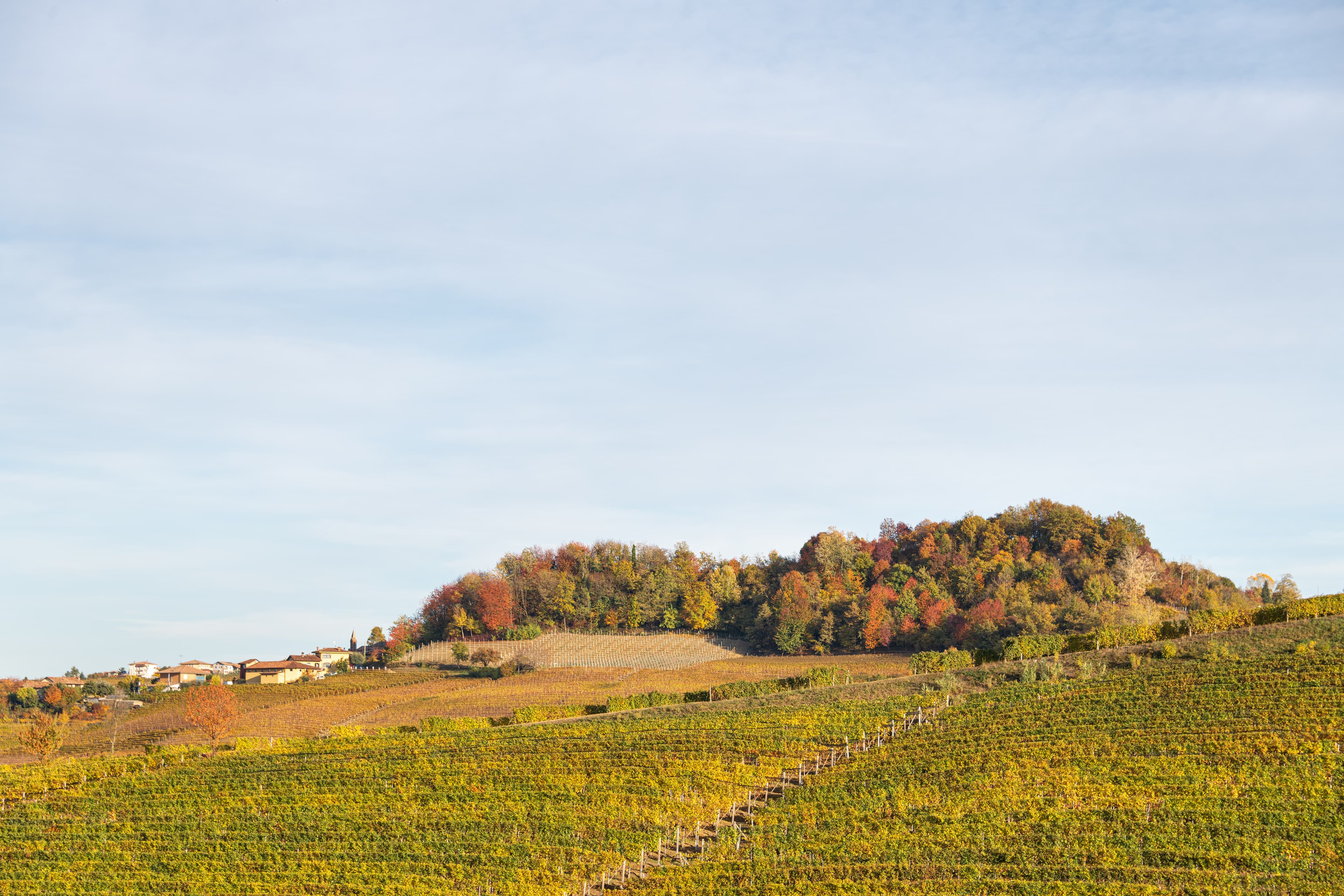 Vigneto, cantina o territorio del vino