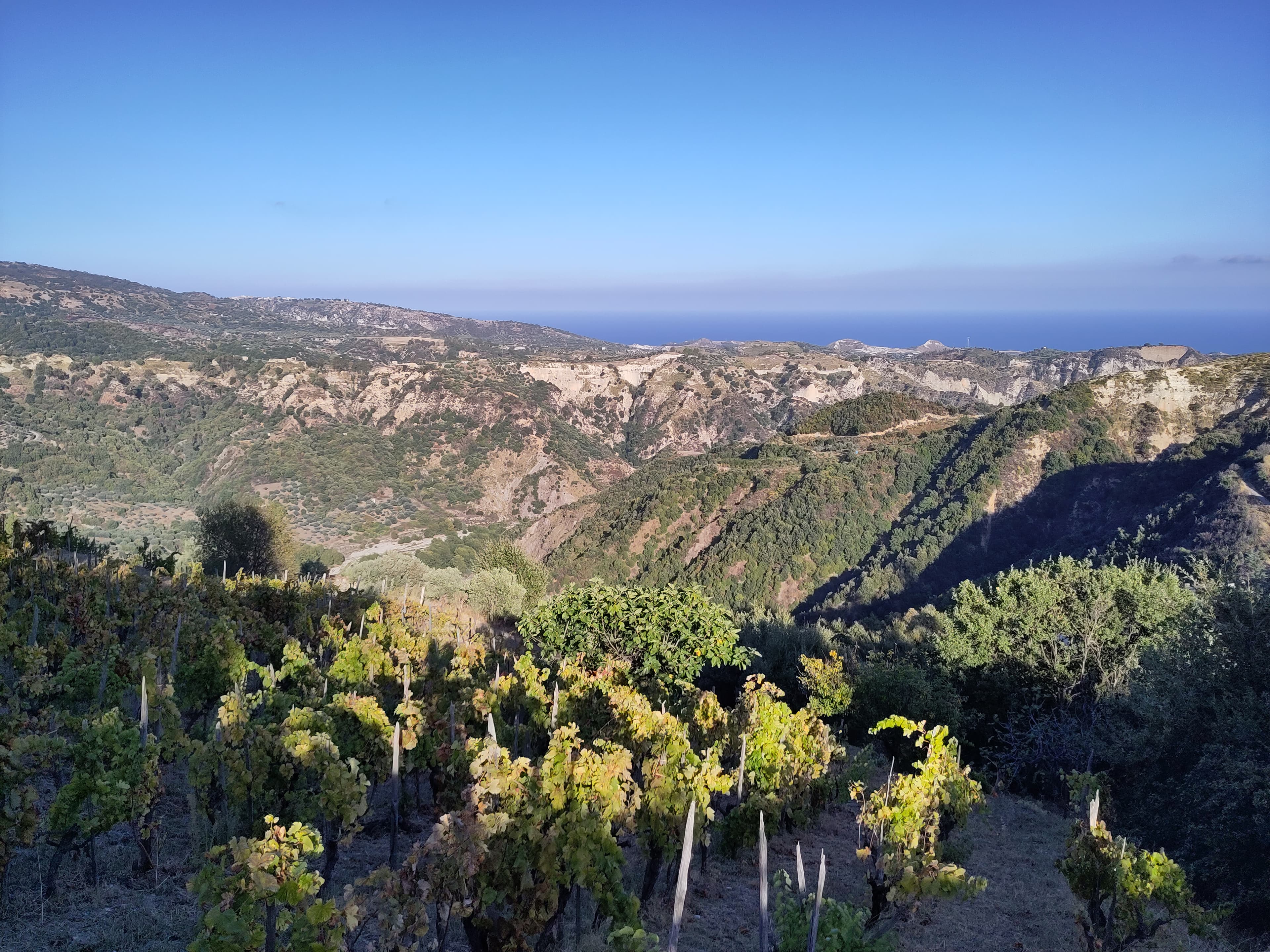 Vigneto, cantina o territorio del vino