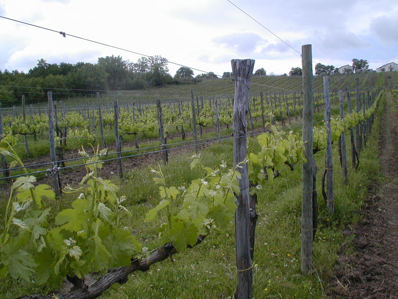 Vigneto, cantina o territorio del vino