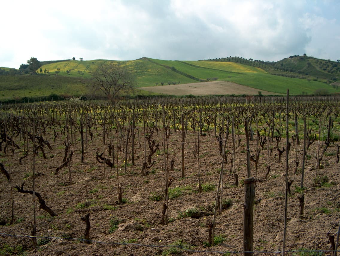 Vigneto, cantina o territorio del vino