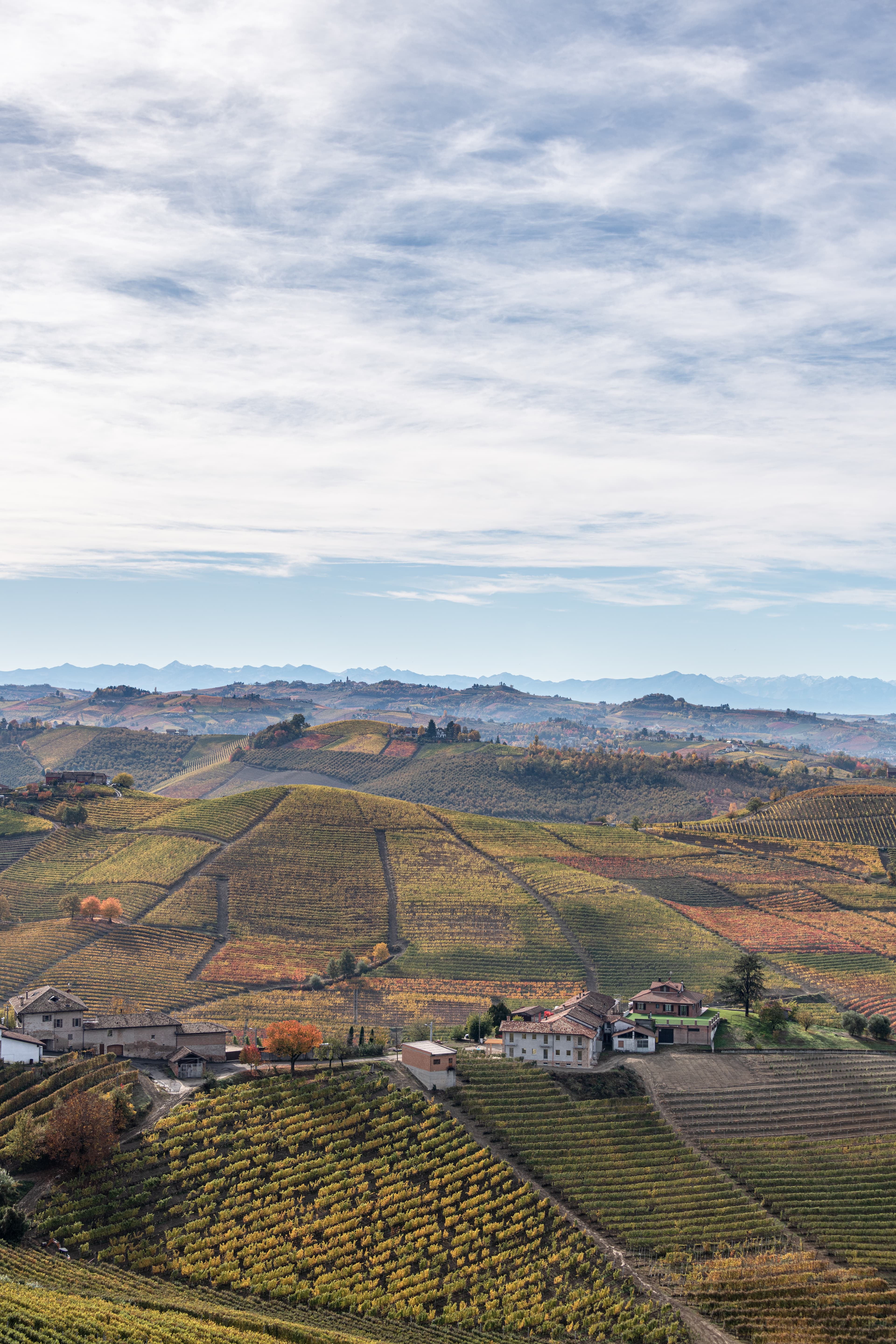 Vigneto, cantina o territorio del vino