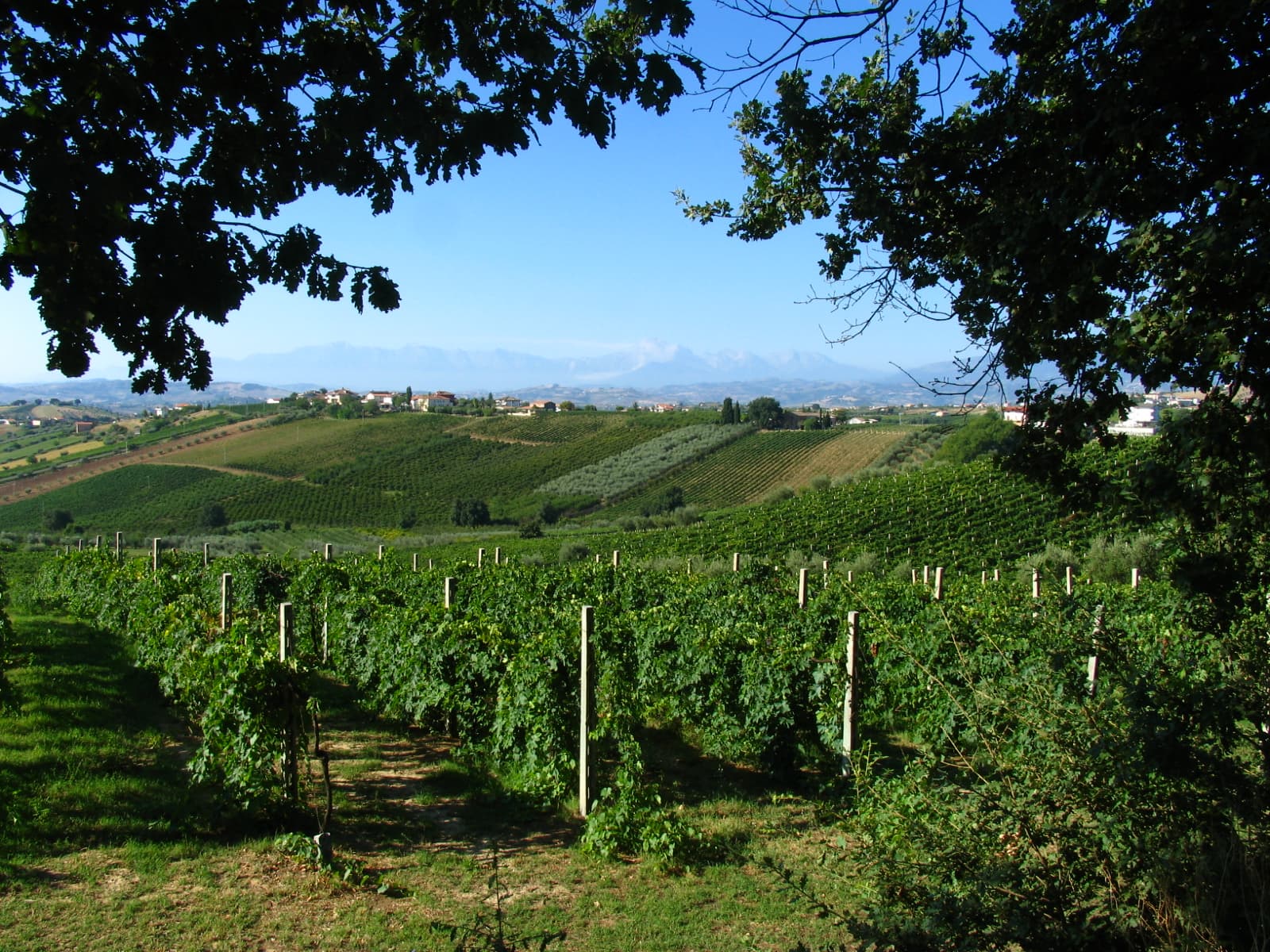 Vigneto, cantina o territorio del vino
