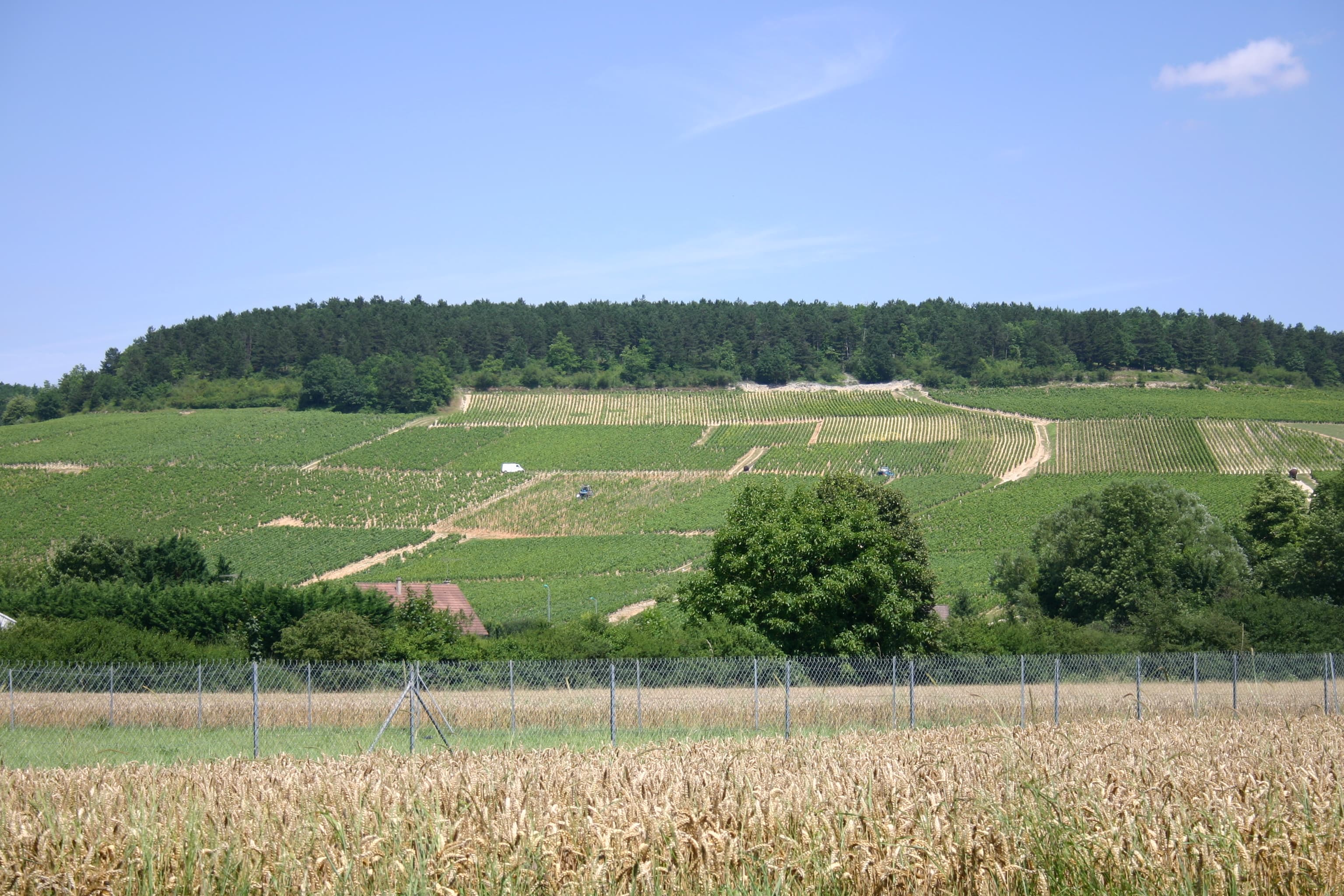 Vigneto, cantina o territorio del vino