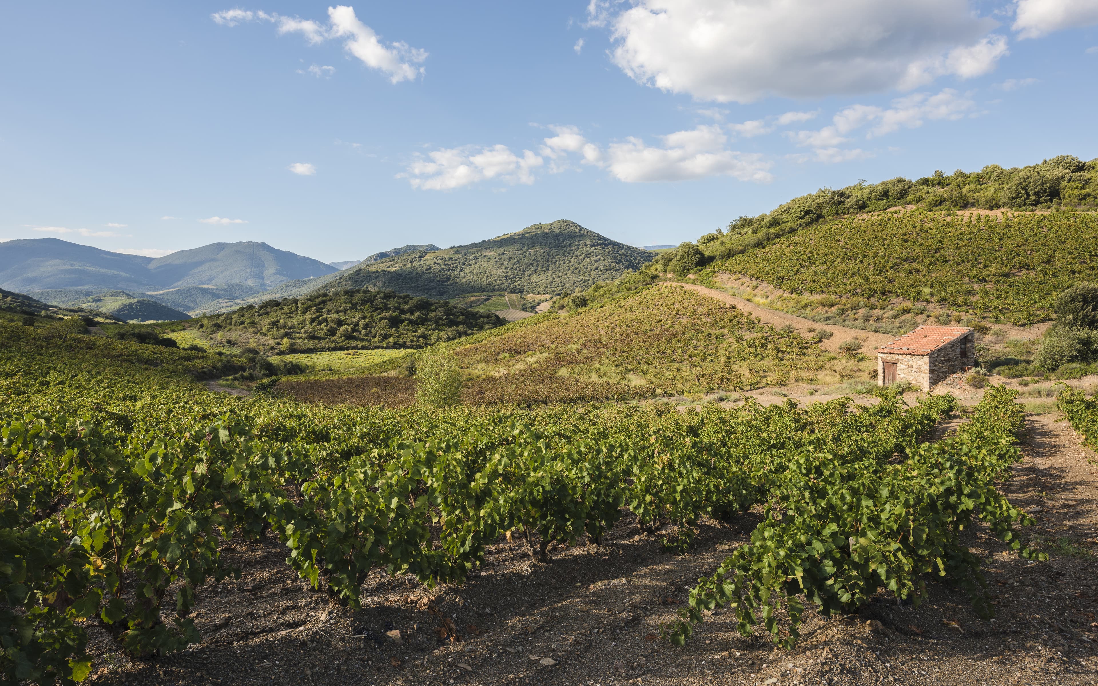 Vigneto, cantina o territorio del vino
