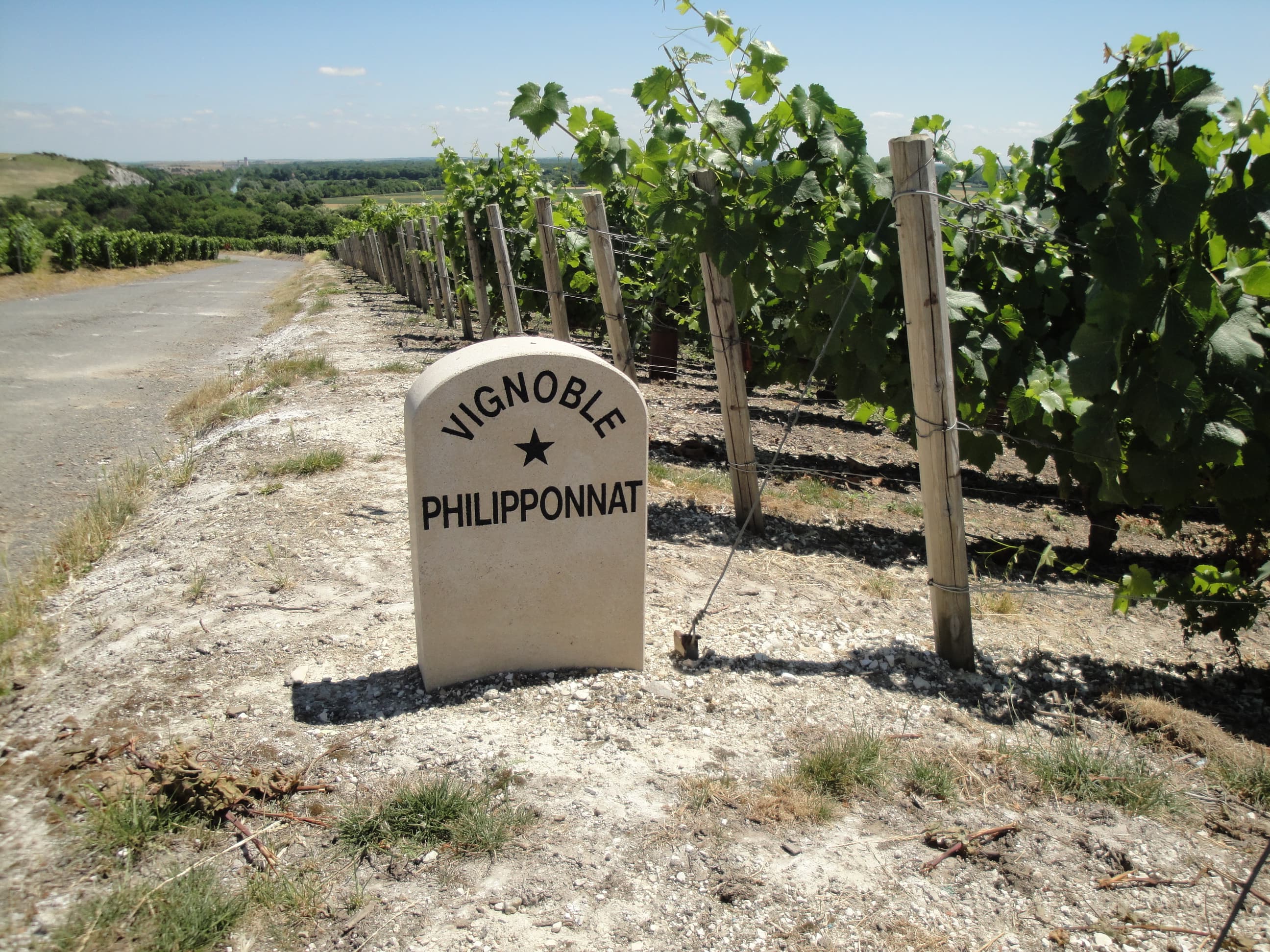 Vigneto, cantina o territorio del vino