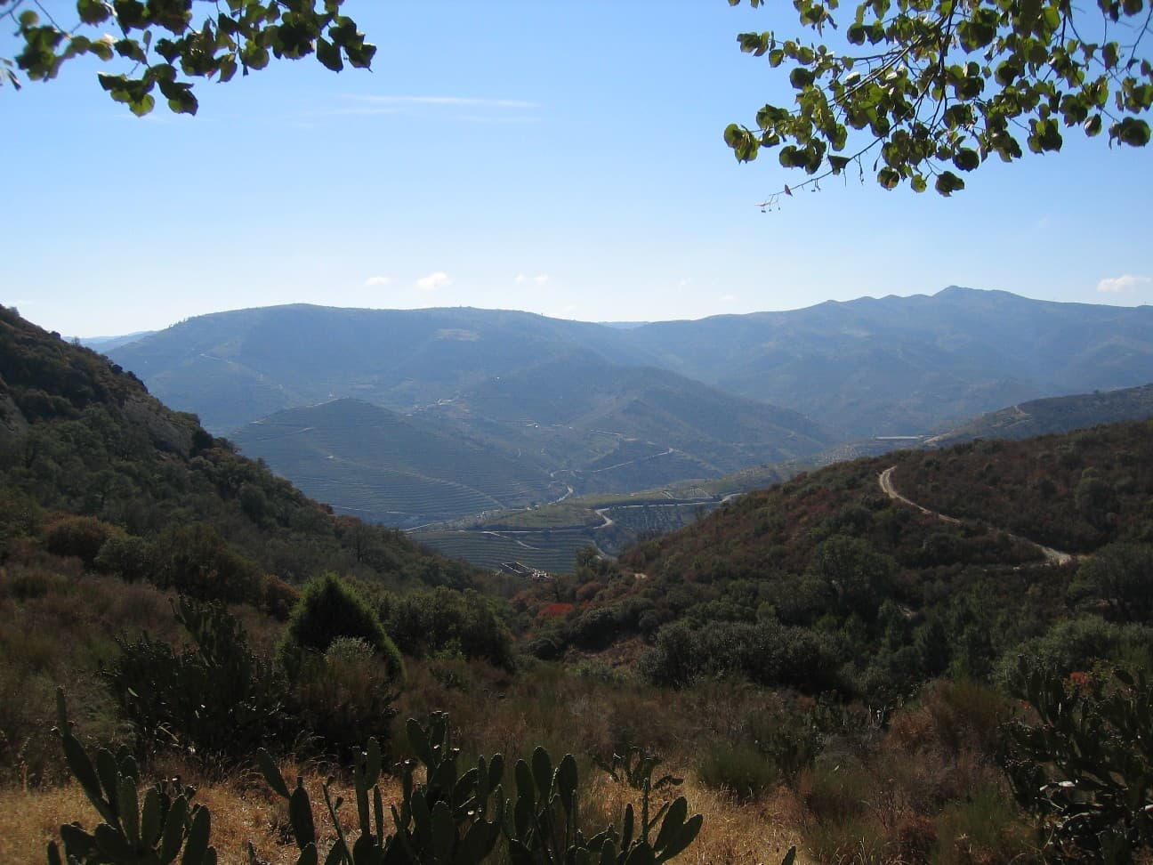 Vigneto, cantina o territorio del vino