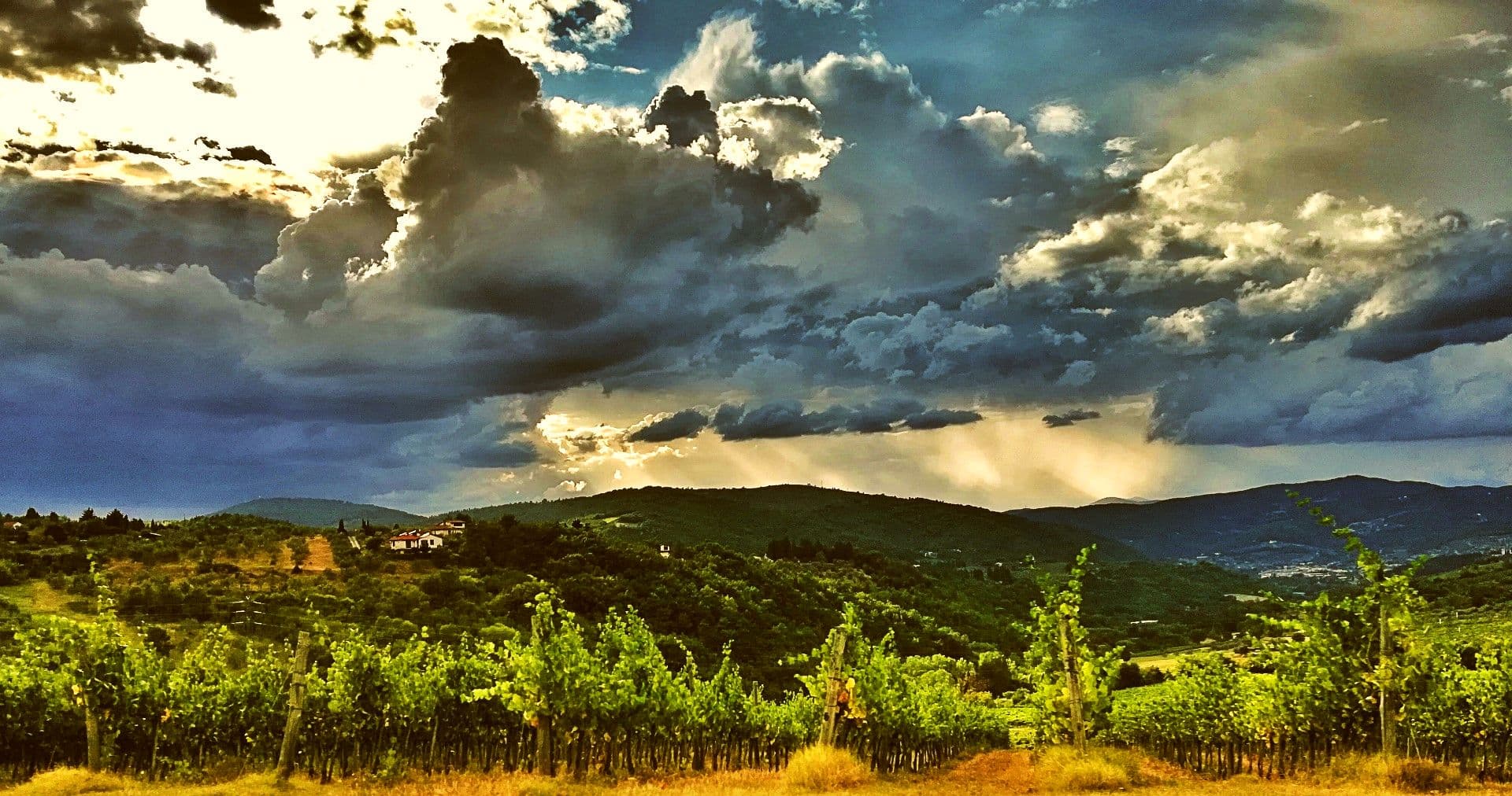 Vigneto, cantina o territorio del vino