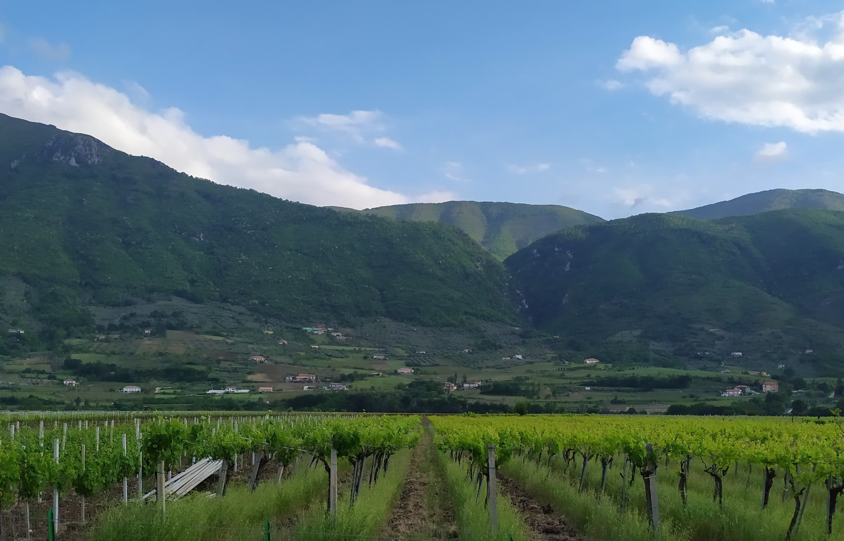 Vigneto, cantina o territorio del vino