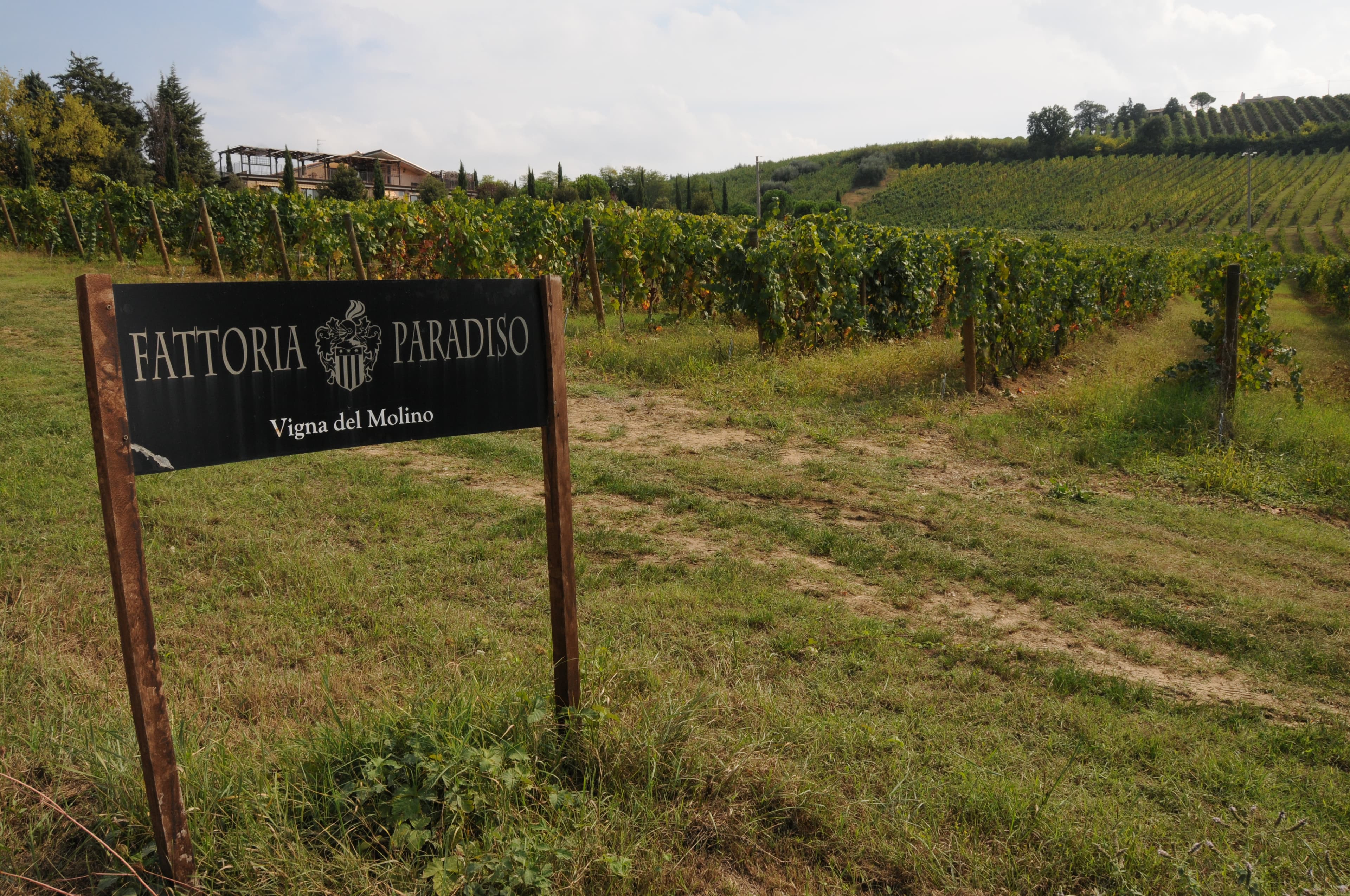 Vigneto, cantina o territorio del vino
