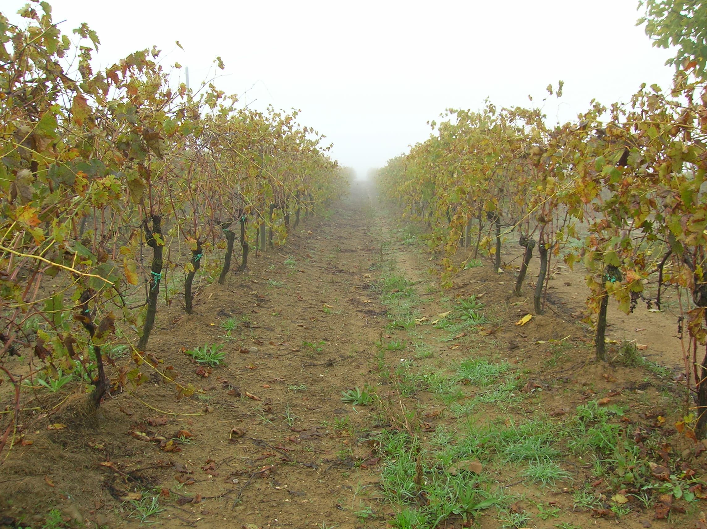 Vigneto, cantina o territorio del vino